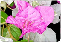 BOUGAINVILLEA THIMMA